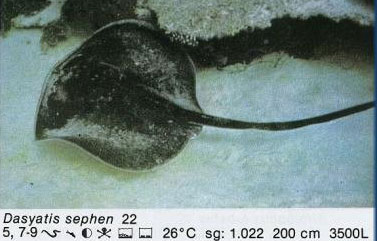 Dasyatis sephen
